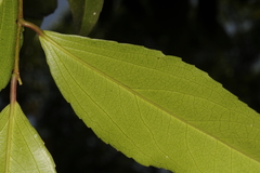 Scolopia crenata